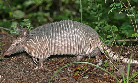 The Nine-Banded Armadillo Dasypus novemcinctus - DesertUSA