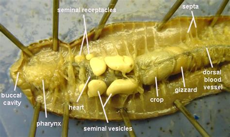 Earthworm Anatomy and Dissection Guide - BIOLOGY JUNCTION