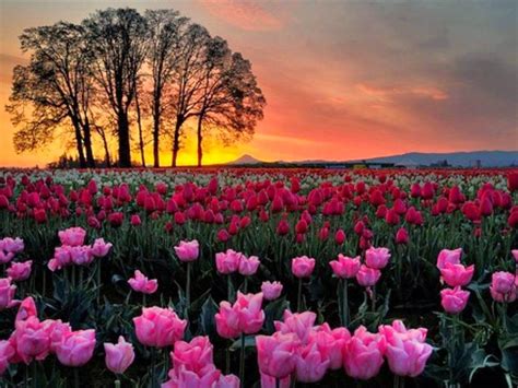 Tulip Garden - Kashmir travel guide