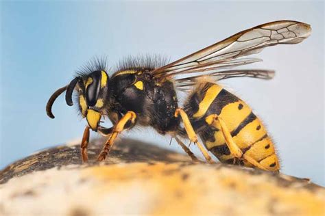 Yellowjacket Identification, Facts, and Control Measures | Gardener's Path