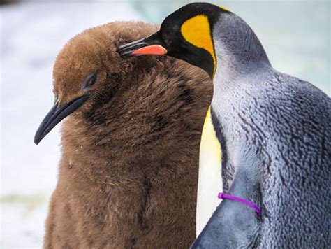 Calgary Zoo reveals name of newly-born King Penguin chick - Calgary ...