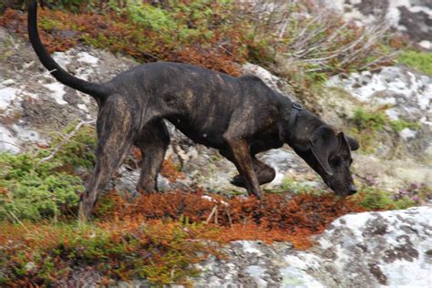 Plott Hound - SpockTheDog.com