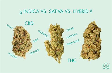 Sativa vs Indica: ken jij de verschillen? - Cannactiva