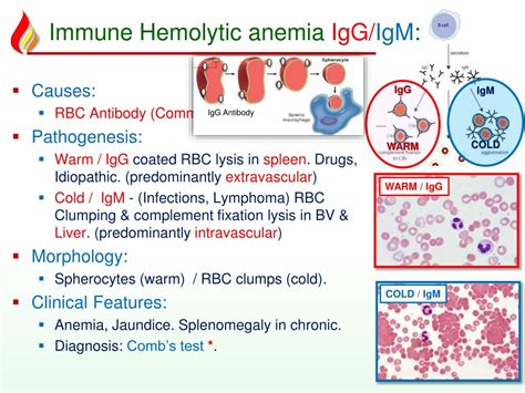 PPT - Anemia3 Hemolytic acquired PowerPoint Presentation, free download ...