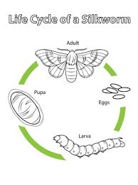 Lifecycle of a Silkworm - Stages, Process of Obtaining Silk | ProtonsTalk