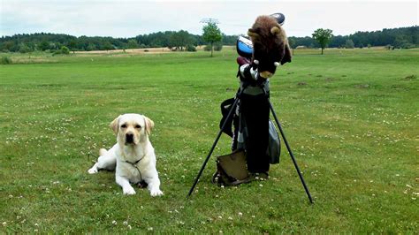 9 things to remember for playing golf with your dog