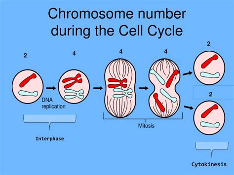 PPT - The Cell Cycle/Division/Mitosis PowerPoint Presentation, free ...