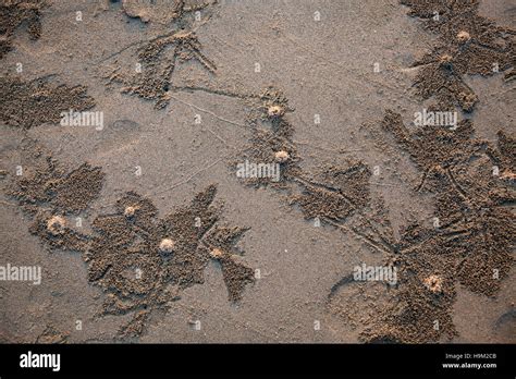 Ghost Crab Burrows Kho Jum Thailand Stock Photo - Alamy