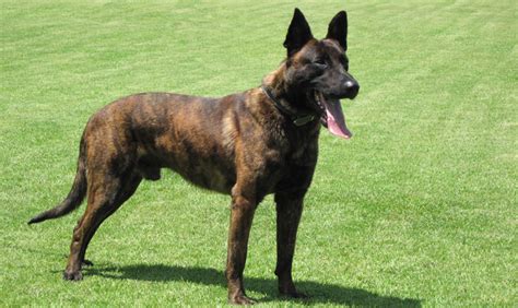 Police Dog Breeds List