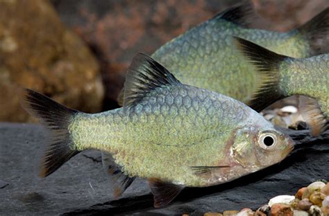 PLATINUM GREEN TIGER BARB Medium - Bluegrassaquatics.com