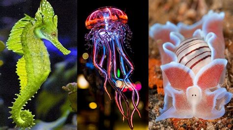 10 Most Beautiful Sea Creatures in the World - YouTube