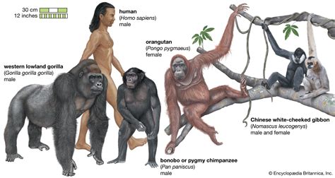 primate | Definition, Species, Characteristics, Classification ...