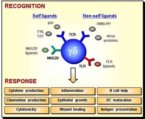 Gamma Delta (γδ) T Cells | British Society for Immunology