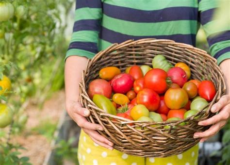 Tomato Allergy can you cure it?