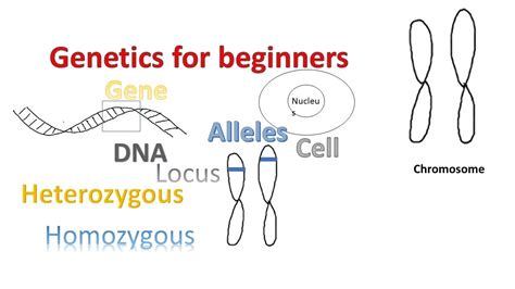 Genetics for beginners | Genes Alleles Loci on Chromosomes | - YouTube