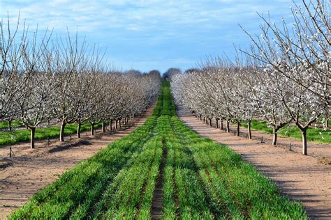 rows of trees in an orchard with green grass