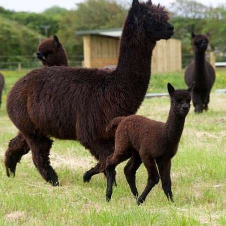 7 Facts About Baby Alpacas You Need to Know - Sweet Home Alpaca