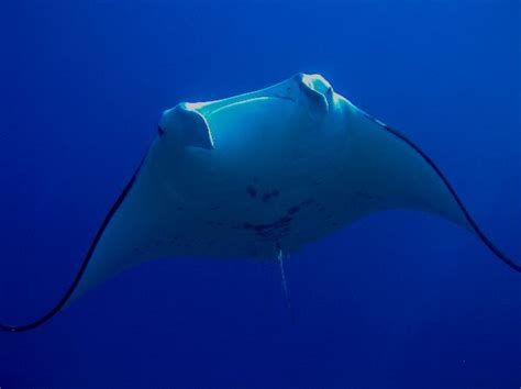 Manta Ray Habitat - Animal Facts and Information