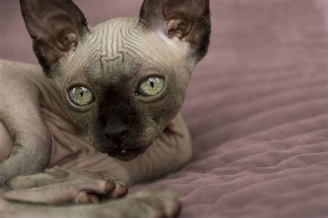 Sphynx Cat Breed -Temperament, Personality and Characteristics Traits ...