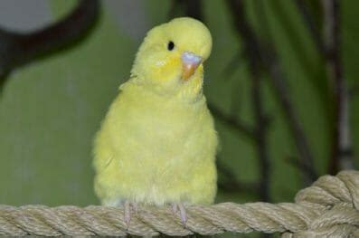 80+ Yellow Budgie Bird Names For Your Yellow Feathered Friends