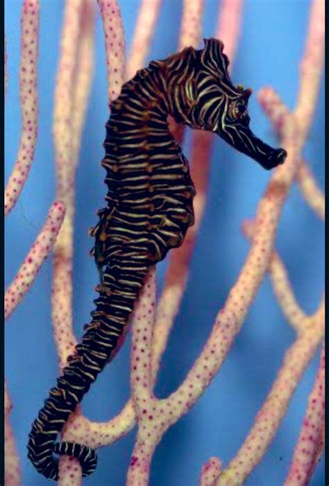 Zebra Seahorse - Profile | Traits | Facts | Breeding | Care - SeaFish