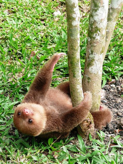 Baby Sloth Is Just Hanging Out (PHOTO) | HuffPost