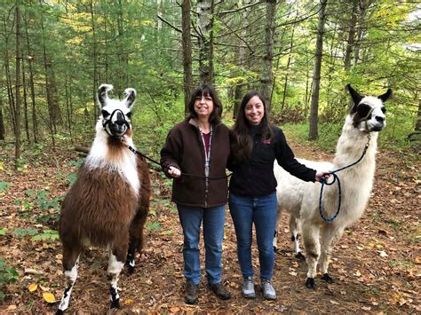 Hike With Llamas With Country Quilt Llama Farm In Connecticut