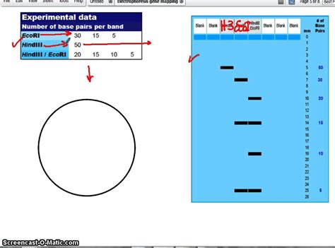 Plasmid Mapping - YouTube