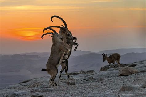 Conservation saved Israel's ibex, but created new dangers - Science ...