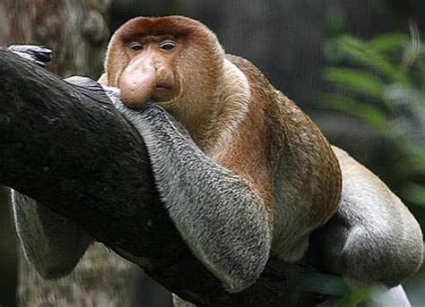 Proboscis Monkey - One Big Nose | Animal Pictures and Facts | FactZoo.com