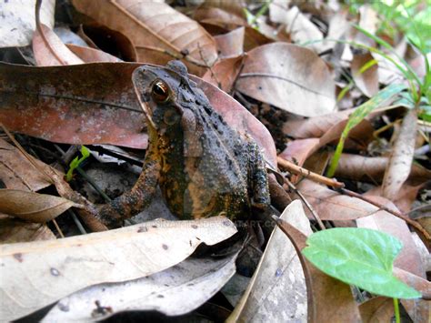 Perfect camouflage - Frog by Sinattea on DeviantArt