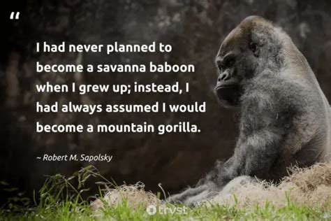 24 Gorilla Quotes To Recognize The Mountain's Gentle Giants