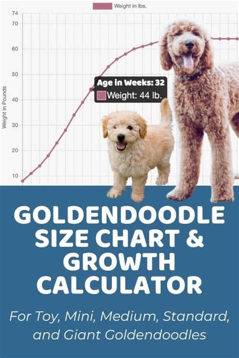 Goldendoodle Size Chart for Mini, Medium, and Standard Goldendoodles