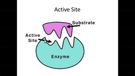 Denaturing Enzymes - YouTube