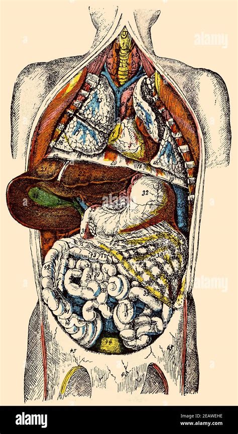 The viscera of the human body. Illustration of the 19th century ...