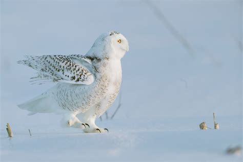 Snowy Owl | Audubon Field Guide