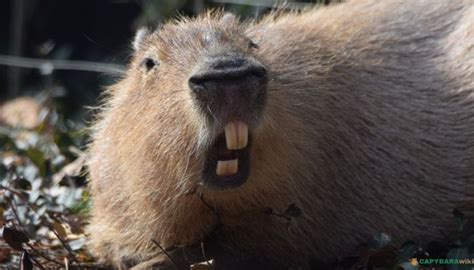 Capybara Teeth: Size, Count & Facts Explained