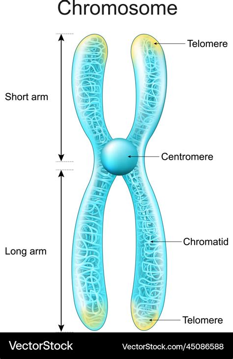 Structure of chromosome chromatid centromere Vector Image