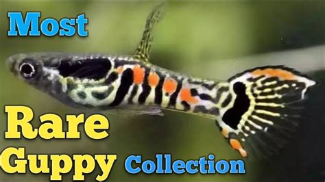 Rare Guppy Collection| 10 most Rare and beautiful guppy| [UPDATED 2019 ...