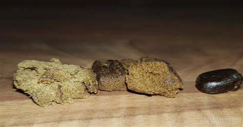 The different types of hash and how to choose - Sensi Seeds