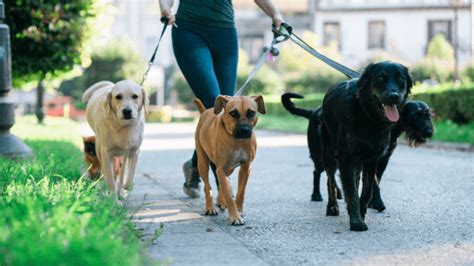 10 Top Dog Walking Apps To Get Paid To Walk Dogs