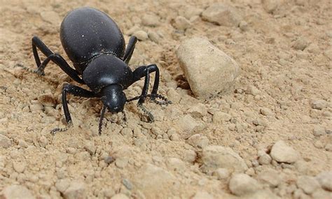 Darkling Beetle - San Francisco Zoo & Gardens