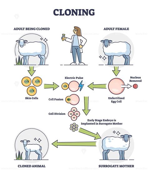 Cloning process explanation with adult sheep creation stages outline ...