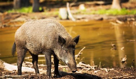 Wild Boar - Facts, Diet & Habitat Information