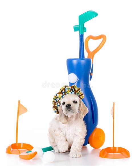 Dog playing golf stock image. Image of canine, golf, sitting - 66248841