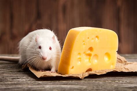 Royalty Free Rat Eating Cheese Pictures, Images and Stock Photos - iStock