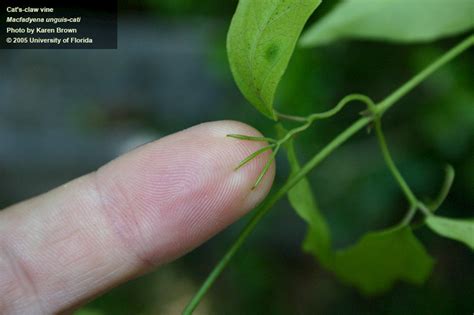 Cat’s Claw Vine: Florida Invasive Plant added to State Noxious Weed ...