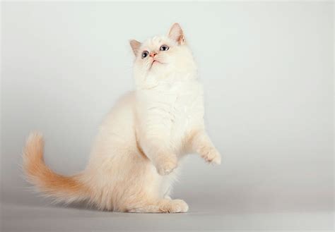 Discover All You Need to Know About Birman Cats