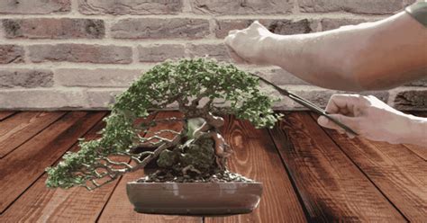 How To Trim a Bonsai Tree Step by steps Guides