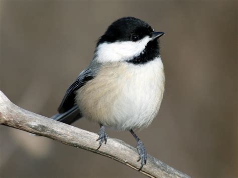 Black-capped Chickadee | Celebrate Urban Birds